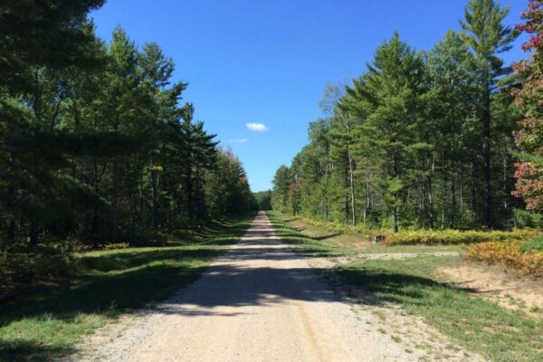 Dirt road lined by trees on both sides through the property development.