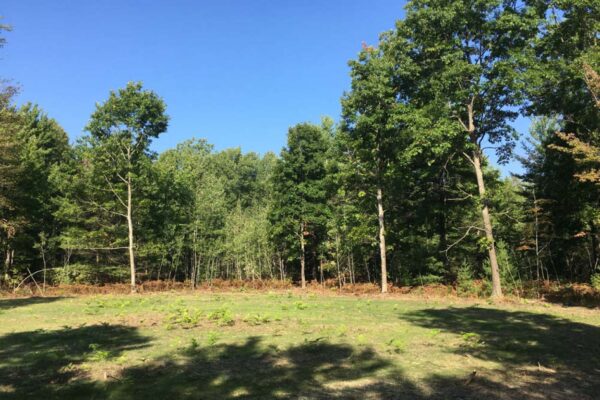Cleared lot surrounded by trees.
