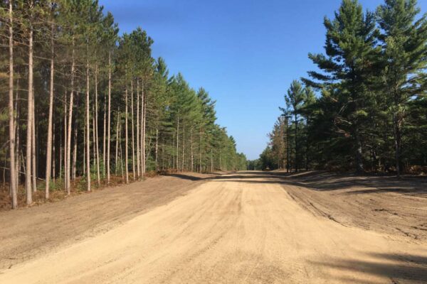Dirt road lined with tall pine trees.