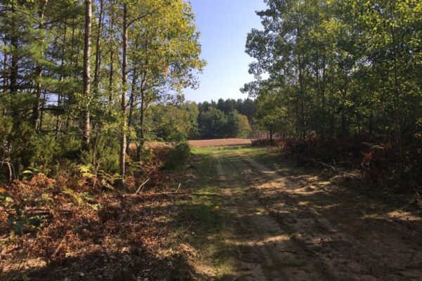 Dirt road with trees lining both sides.