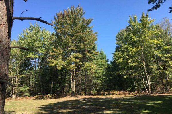 Cleared lot surrounded by hardwood trees and ferns.