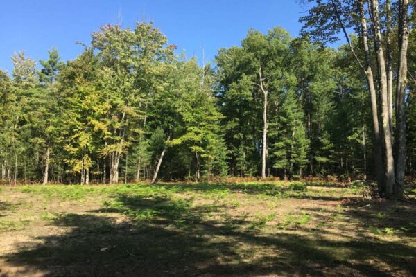 Cleared lot surrounded by hardwood trees and ferns.