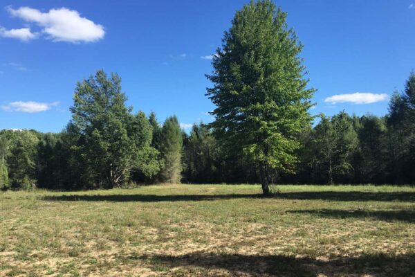 Huge lone tree standing in the middle of a large parcel of land with pine trees and hardwoods in the background at the Starlight Trail property development.
