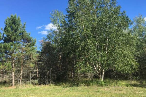 Large birch tree next to several pine trees on the edge of a parcel at Starlight Trails.
