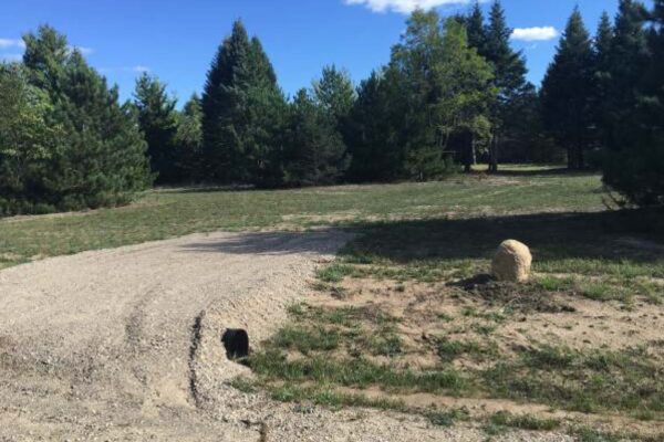 Gravel driveway leading into a long lot with lots of large pine trees.