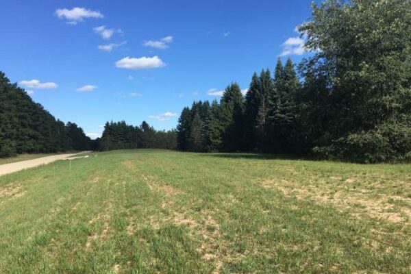 Large grass parcel between a dirt road and a line of large pine trees.