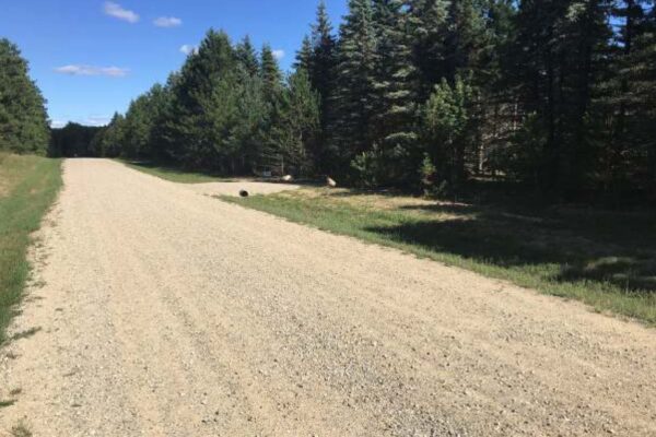 Long dirt road with a gravel driveway lined with large pine trees.