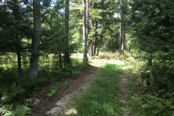Charming two-track trail through the woods with ferns, young hardwoods, and tall cedar trees leading into a sunlit clearing.