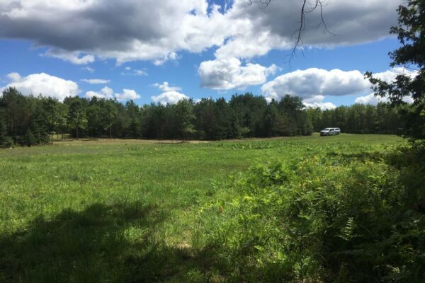 Wide look at a pasture covered in grass and thick ferns and surrounded by tall pine trees at the Wood Road residential property development.