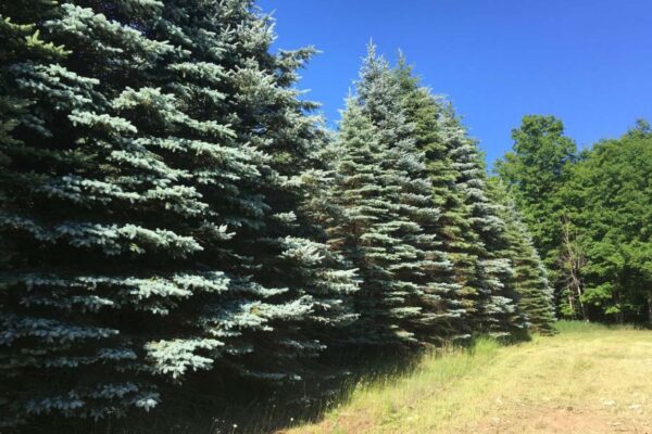 Tall blue spruce trees growing in a row along the edge of a lot at the Wood Road residential property development.