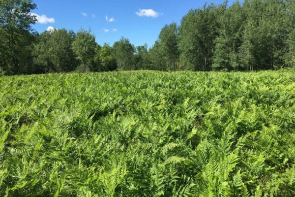 Huge clearing full of bright green ferns surrounded by trees on all sides.