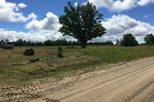 Long tree standing at the edge of a dirt road.