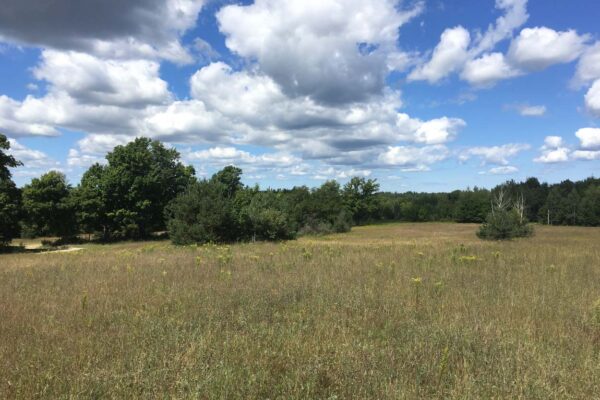 Expansive clearing full of tall grass and goldenrod, surrounded by mature trees under a partly cloudy sky.