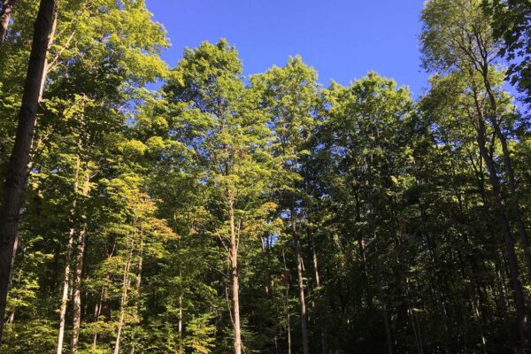 Dozens of mature hardwood trees standing closely together at the edge of a property parcel in Woodland Trails.