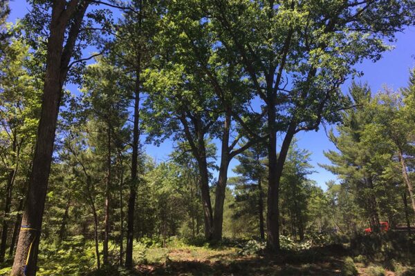 Raw forested land with tall hardwood trees and ferns.