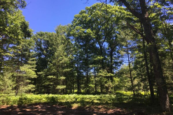 Beautiful tall hardwood trees and a thick groundcover of ferns at the edge of a lot for sale in the Woodland Trails property development.