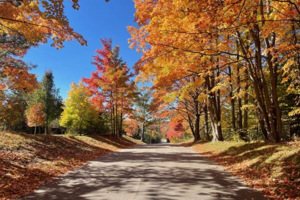 Beautiful section of road inside the Paradise Ranch development with tall trees in full fall color on both sides.
